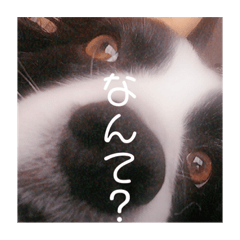 alice_20210519213743