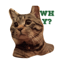 My cat's daily life. His name is 8