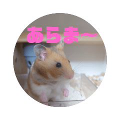 私の家族の動物たち