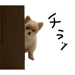 lovely animals2017