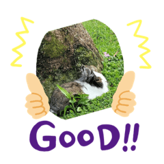 麻吉起司的日常