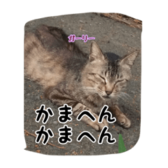 Osaka cherry tree cat2