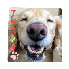 Dachshunds Riri-chan and friends