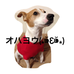 rossi_san