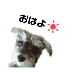 sawada_dogs