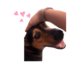 黑黑的貓貓和狗狗