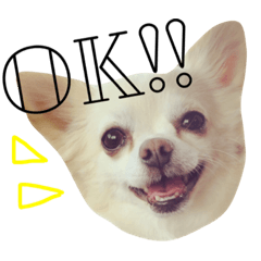 willful chihuahua