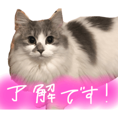NAHO202105