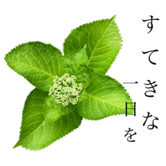 ボタニカル　大きな文字　２