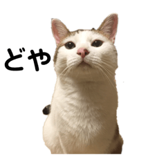 KAITO_20210521002203