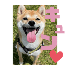 Ringo_20210520214601