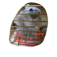 hamster's Momo-chan