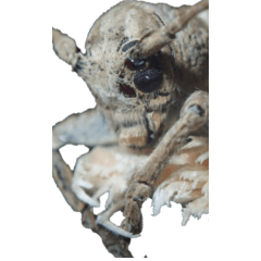 Longhorn beetle2 without wording-BIG