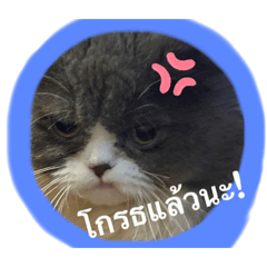 Honey_20210520165345