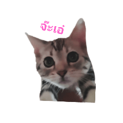 Cute cat_20210520164428