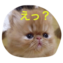futekititoroi