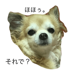 Chihuahua Rin