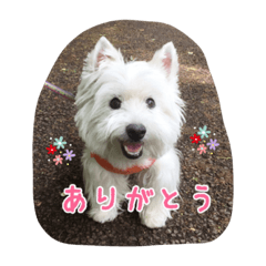 Shion(West Highland White Terrier) 1
