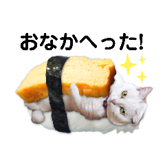 Sushi Munchkin cats!