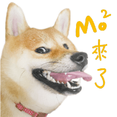 柴犬 MOMO