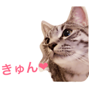 catfirst