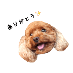 Toy Poodle YUME