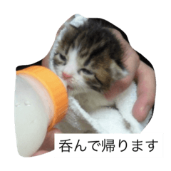matatabi
