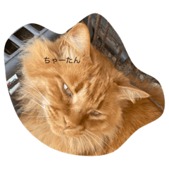 Chatan and her neighbourhood