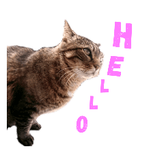 魚屋さんの猫店長1 Line スタンプ Line Store