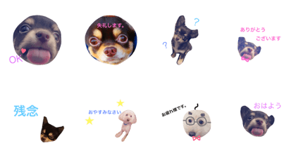 my pet 2..