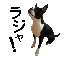 Boston terrier Ten-chan 2