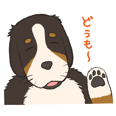 Gentle Bernese mountain dog Ran-san