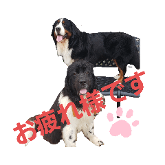 dogs_20210521172659