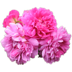 ピンクの実写お花スタンプ