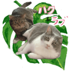 Love & Haku