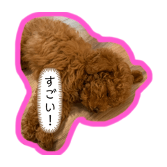 Red toy poodle puppy