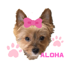 ALOHA_20210521161735