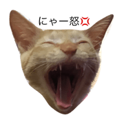 Best cat.