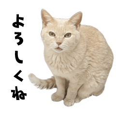 qnote Cats Vol.2