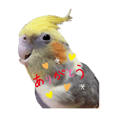 インコ Lineクリエイターズスタンプまとめ Stamplist