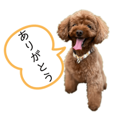 ショコラ&こたろう