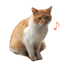 cat tam stamp
