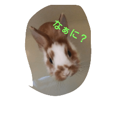 Rabbit moka