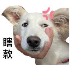 Nico狗勾