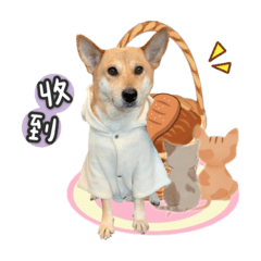 豆夫人店狗