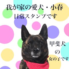 the dog koharu japanese dog