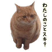a cat named muuchan.