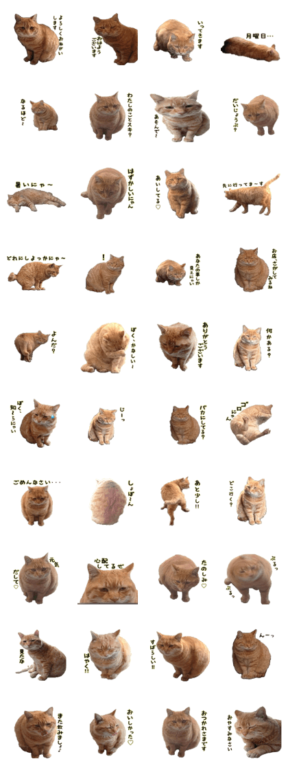 a cat named muuchan.
