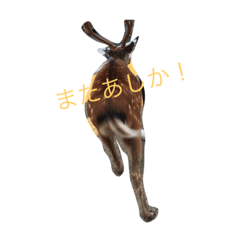 鹿さん(奈良で撮影したシカです)