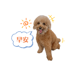 咖啡色小狗日常